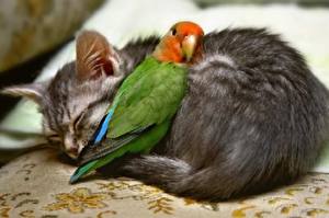 Fotos Katzen Vogel Papagei Tiere