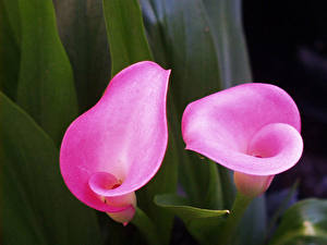 Fotos Calla palustris Blüte