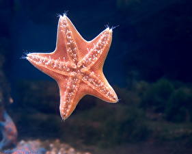 Bakgrunnsbilder Undervannsverdenen Sjøstjerner Dyr