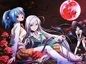 Tapety na pulpit Rosario to Vampire Anime