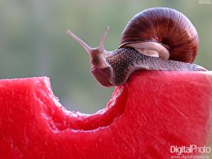Pictures Snails