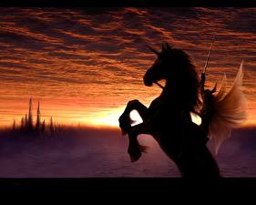 Hintergrundbilder Pferd Fantasy