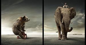 Hintergrundbilder Ein Bär Braunbär Elefanten Tiere