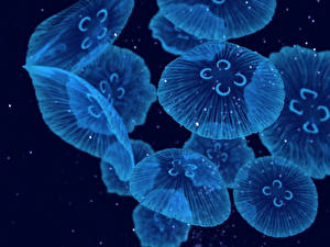 Bakgrunnsbilder Undervannsverdenen En manet Dyr